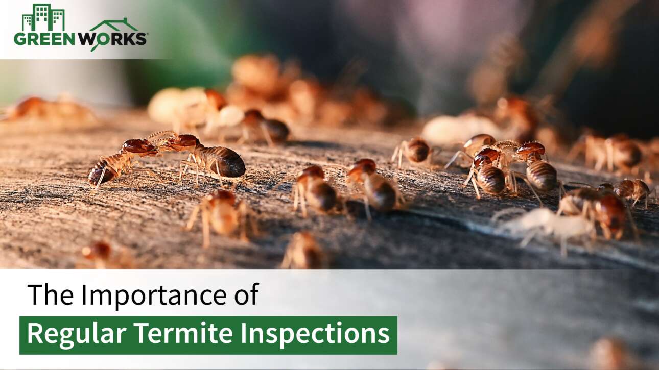 Termite Inspections