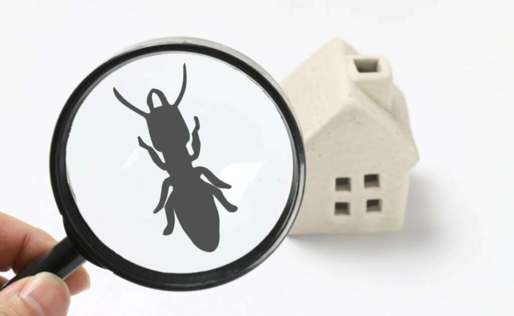 Professional Termite Inspections