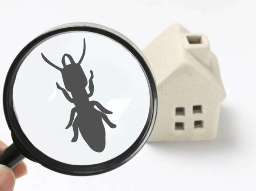 Professional Termite Inspections