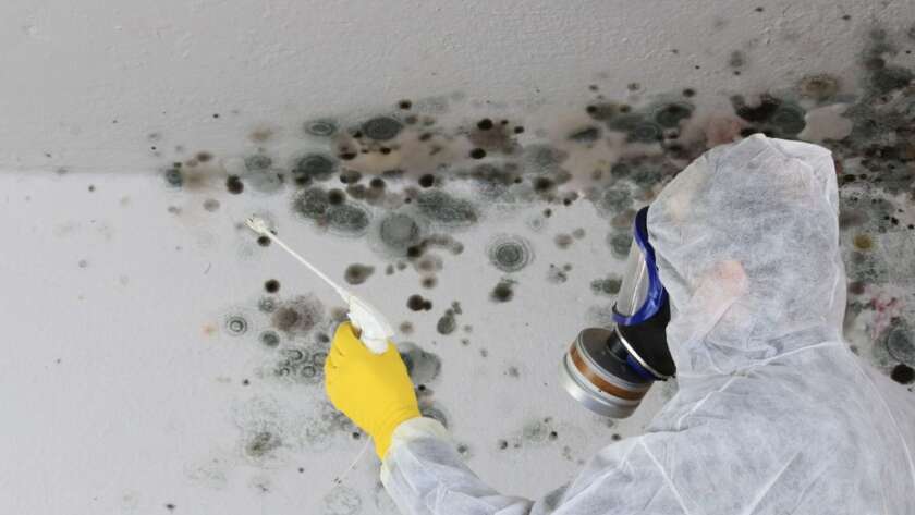 What is the difference between Mold and Water Damage