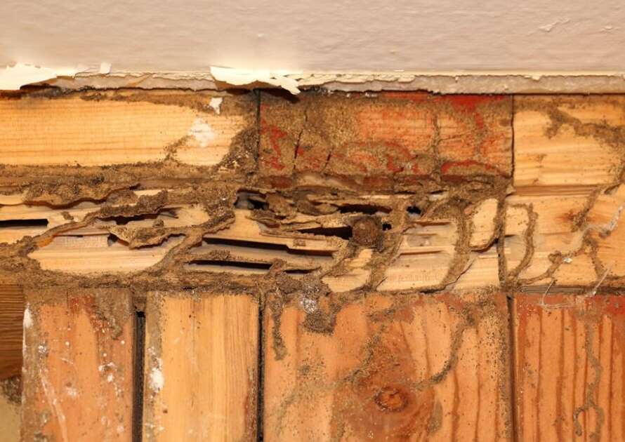 what is a WDO inspection