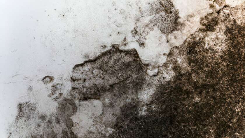 7 Common Types of Mold in Your House