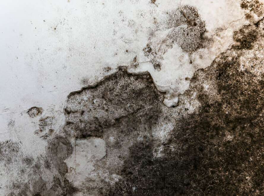 common types of mold