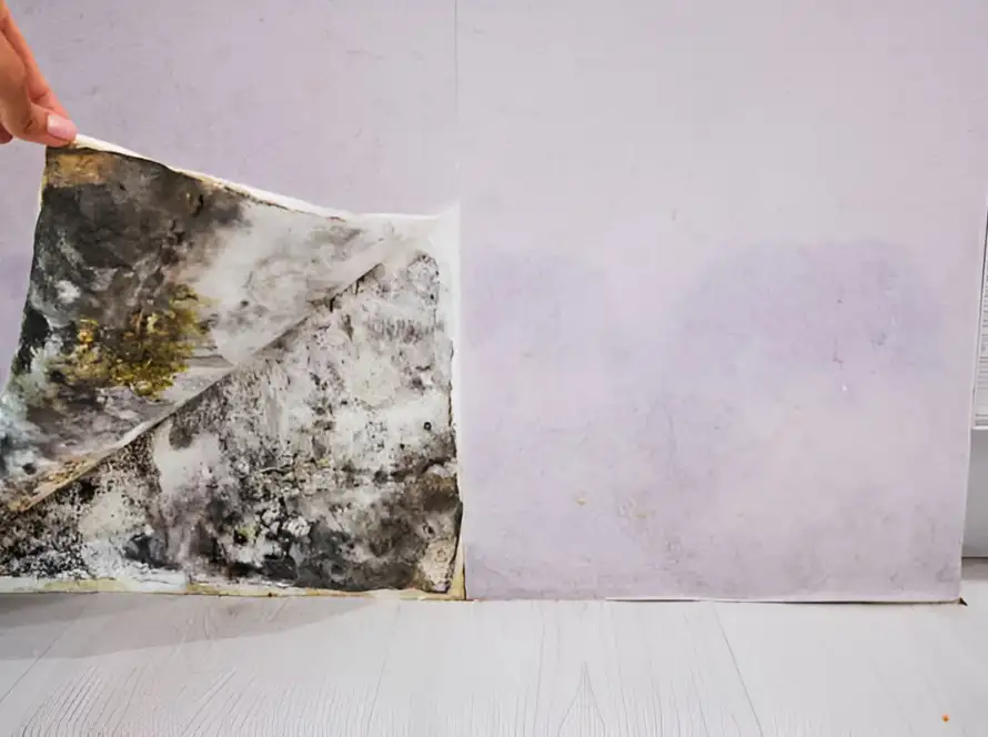 how to remove mold in your home