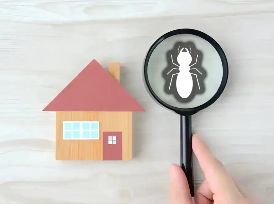 When and Why to Schedule Termite Inspections for Your Home