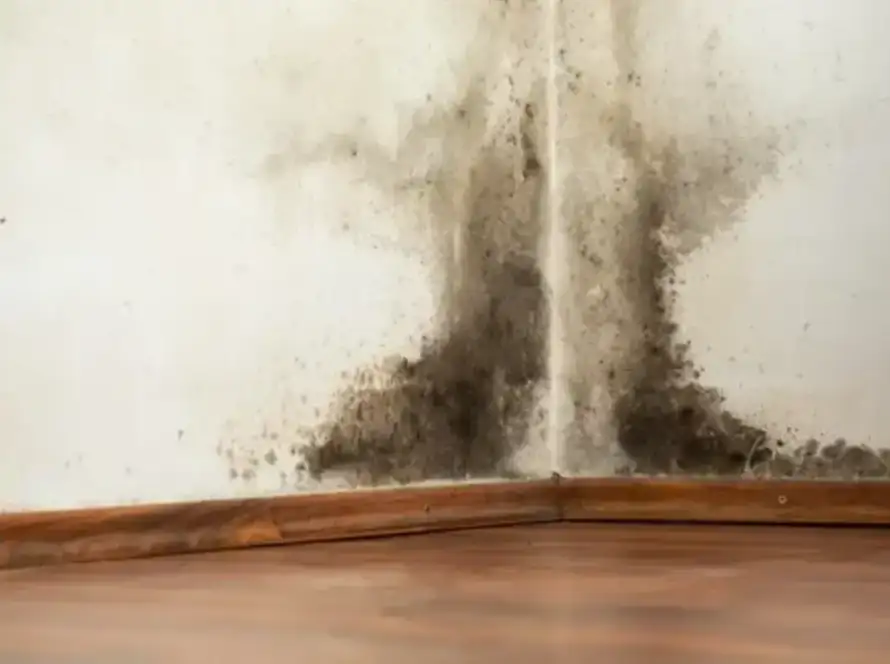 How to Remove Black Mold from Walls
