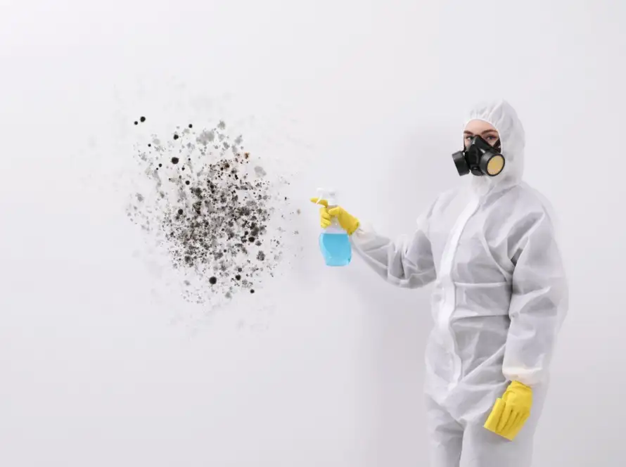 Toxic Black Mold vs Black Mold
