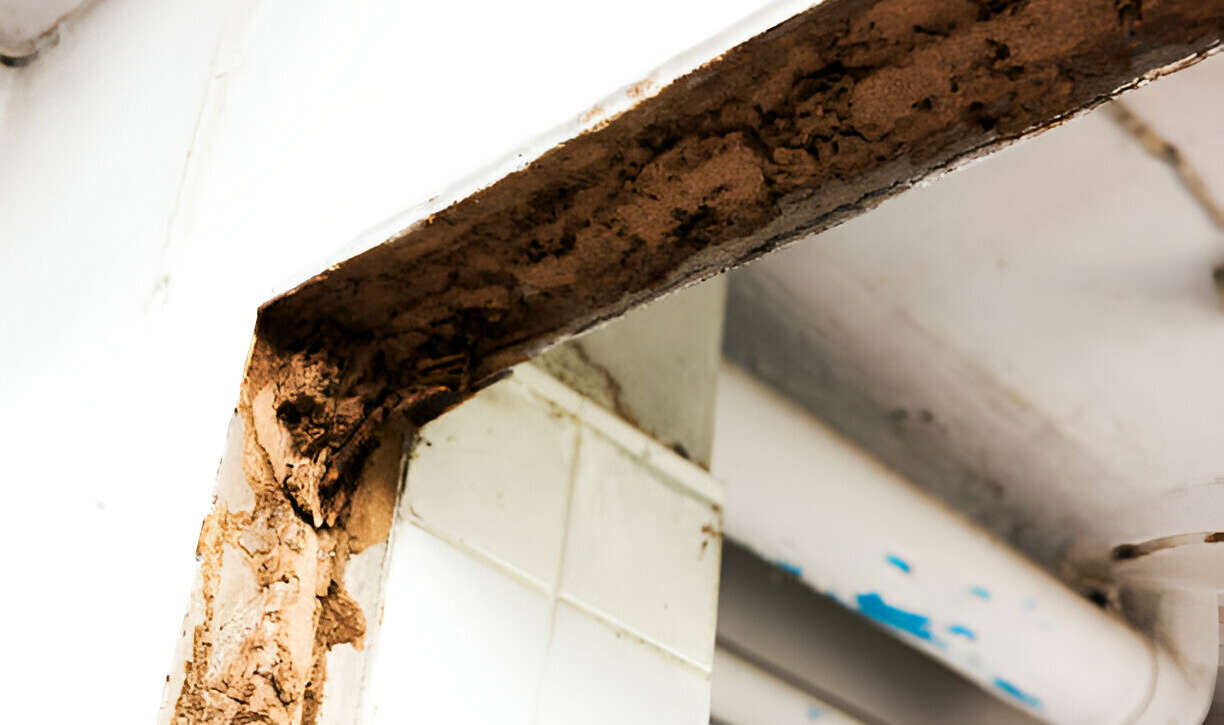 Termite Damage During Home Inspections