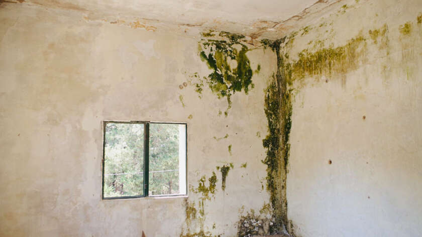 Mold in Attics and Basements: Why Inspections Focus on These Hotspots