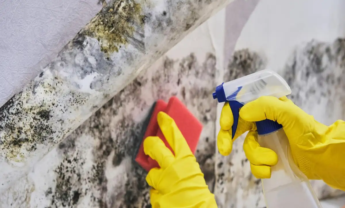 Mold vs Mildew