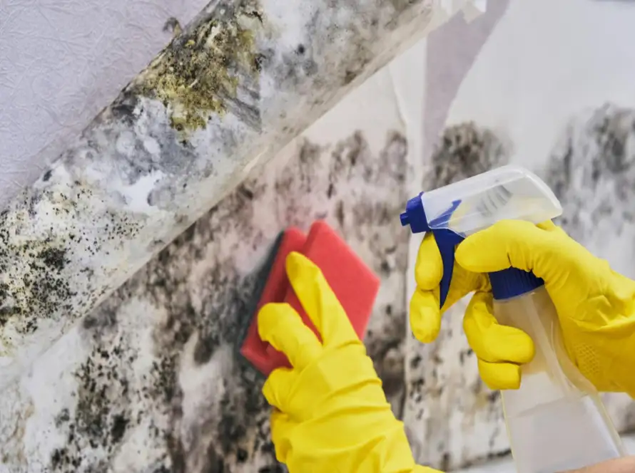 Mold vs Mildew